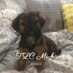 Smooth coat sable Male Mi-Ki puppy down ears